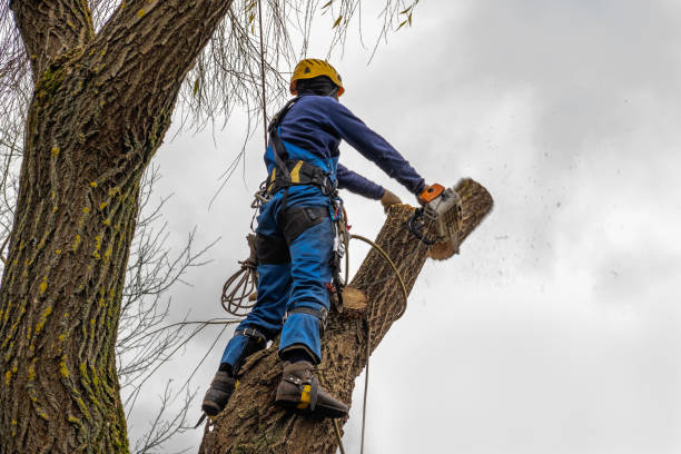 Best Local Tree Services  in Gibson, AR